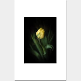 Single Yellow Tulip Still Life Posters and Art